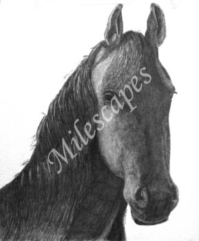 Friesian Mare Portrait